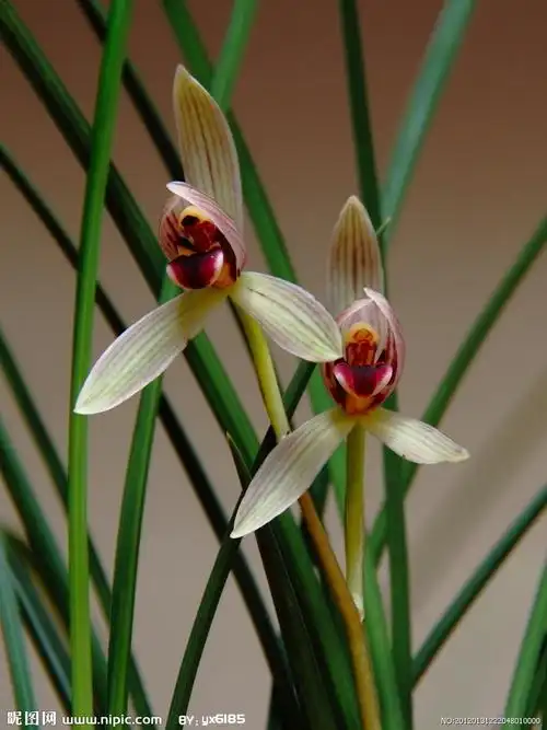 云南名贵兰花摄影图__花草_生物世界_摄影图库_昵图网nipic.com