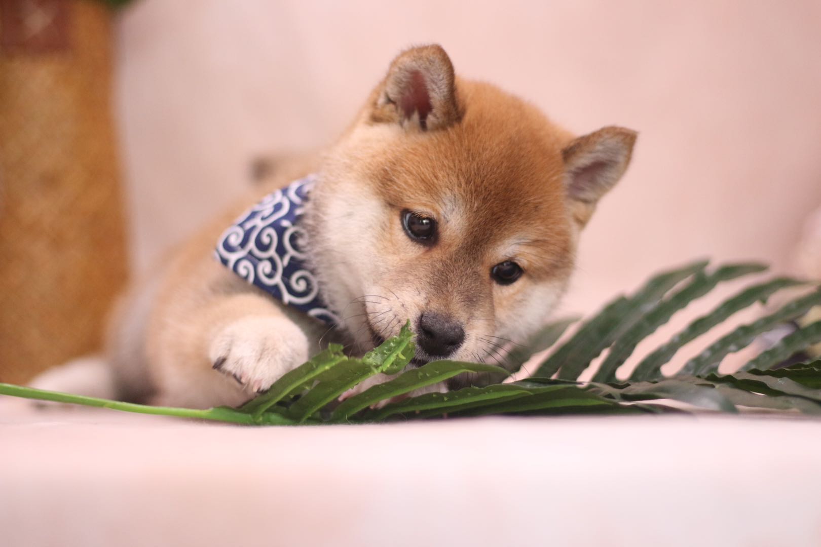 养柴犬禁忌!最后一点最关键,否则追悔莫及