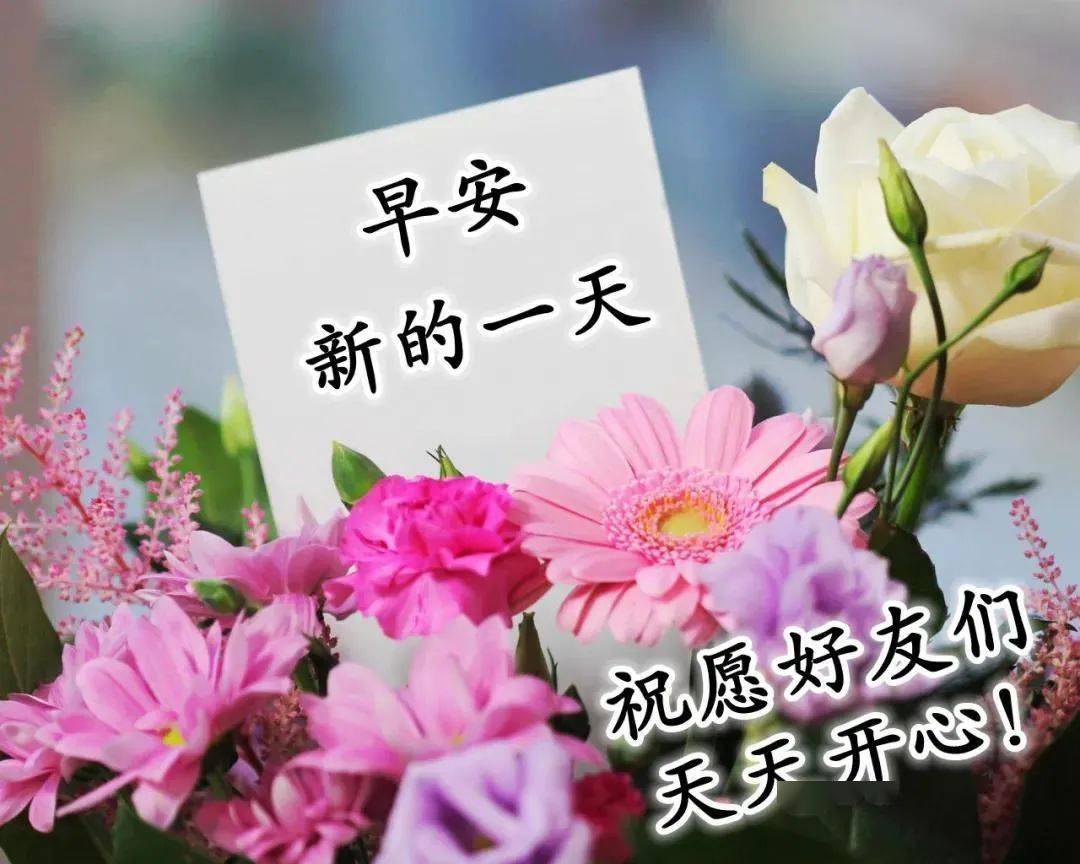 早上好图片鲜花带字带祝福语正月十五朋友圈唯美早安问候祝福图片精选
