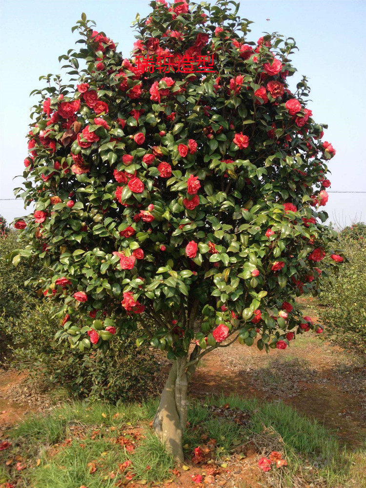 新茶花树苗四季常青盆景庭院地景耐寒山茶花工程绿化不落叶茶梅树
