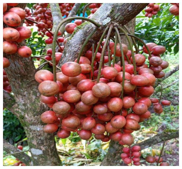 南方特有的4种水果,北方人听都没听过!但南方人也说:我没见过