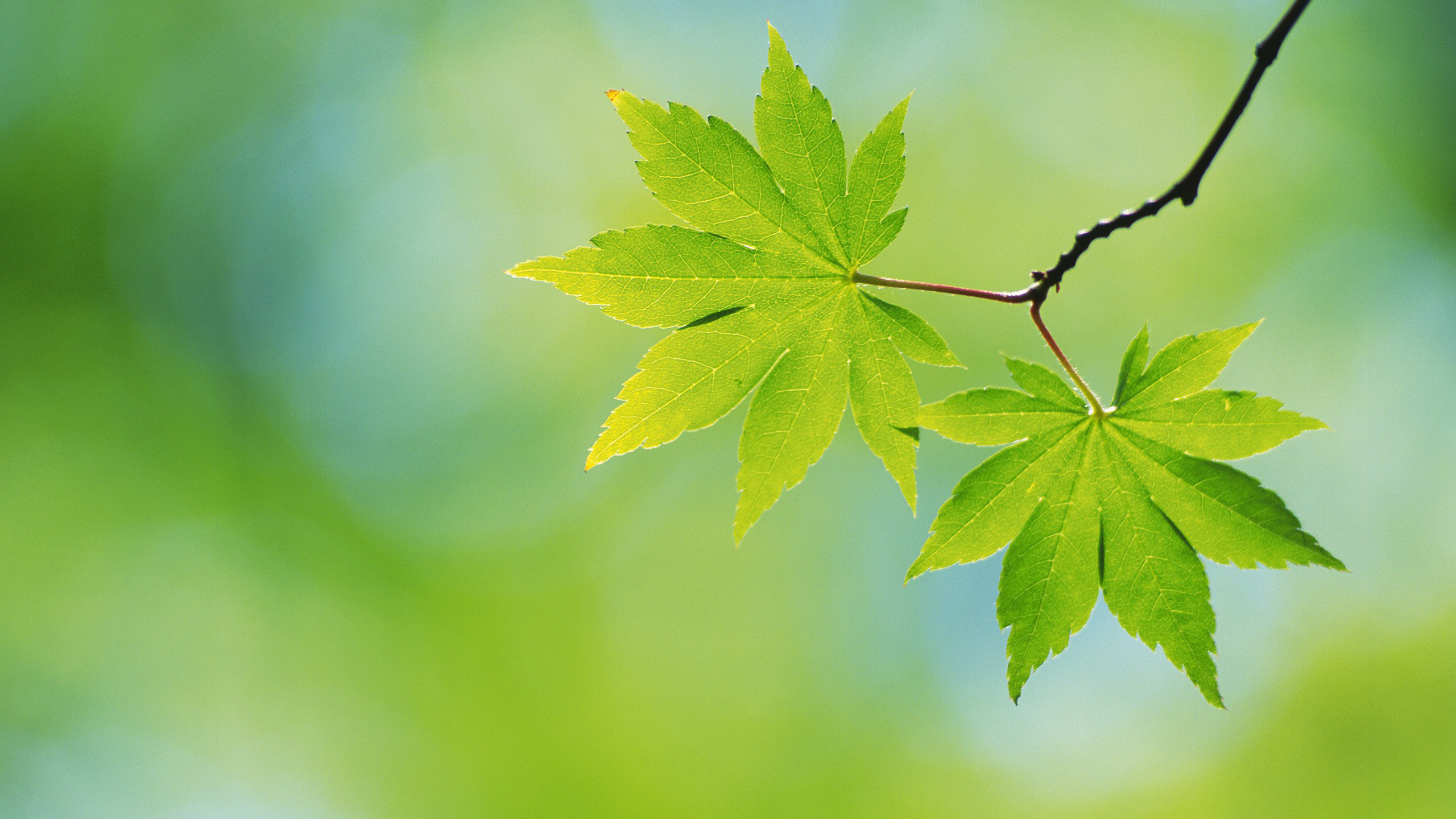 2k超清护眼绿叶摄影宽屏桌面壁纸