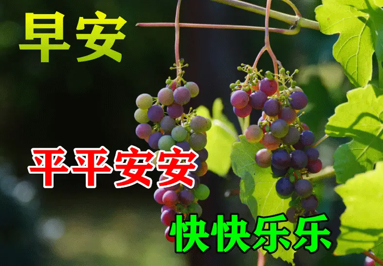 6月25日最漂亮早上好动态表情图片大全早晨好动图美图大全