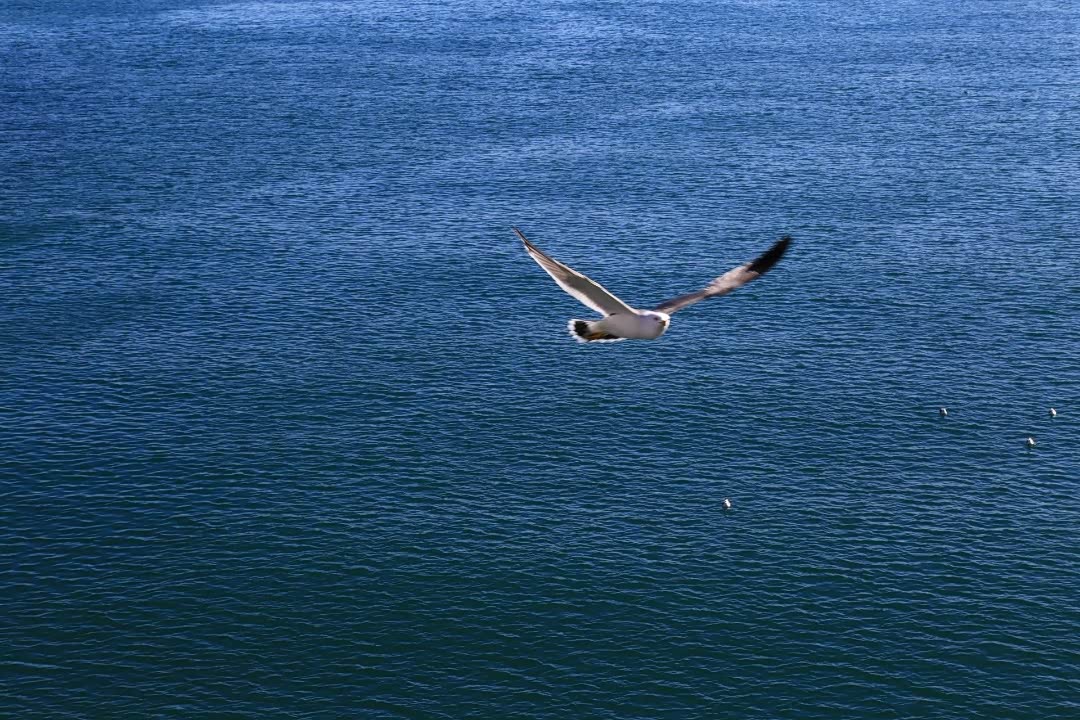 海鸥低飞,在海平面上成为了一道风景.