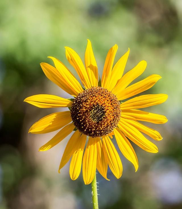 唯美清新的句子积极阳光带来一天的好心情