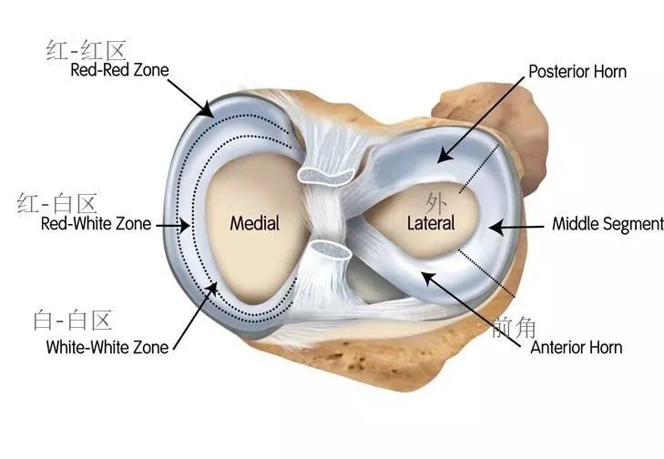的纤维结构在腘肌腱裂孔处外侧半月板与关节囊没有连接外侧半月板为o