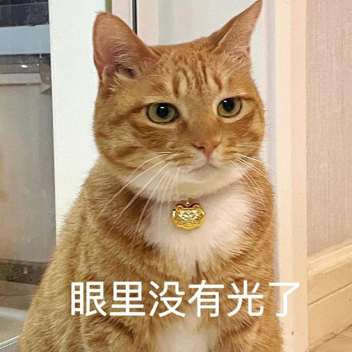 又称大橘,胖橘,表情包提供者