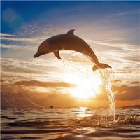 微信海豚头像图片_海洋世界小巧的海豚