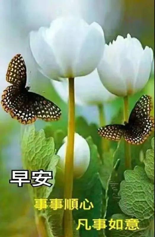2021年非常好看的美丽的鲜花早安问候图片精选最新早上好问候图片带字