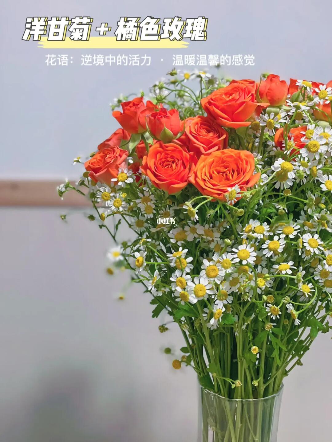 洋甘菊花语:逆境中的活力橘色泡泡玫瑰:温柔温馨的感觉凭自己的感觉