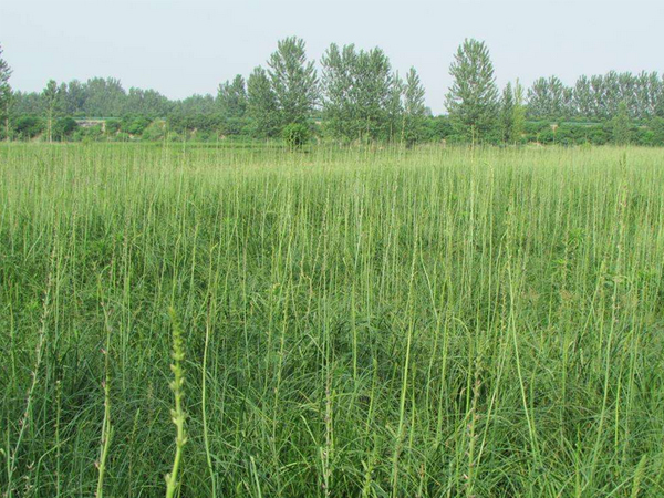 知母贵吗?它是怎样加工的呢?