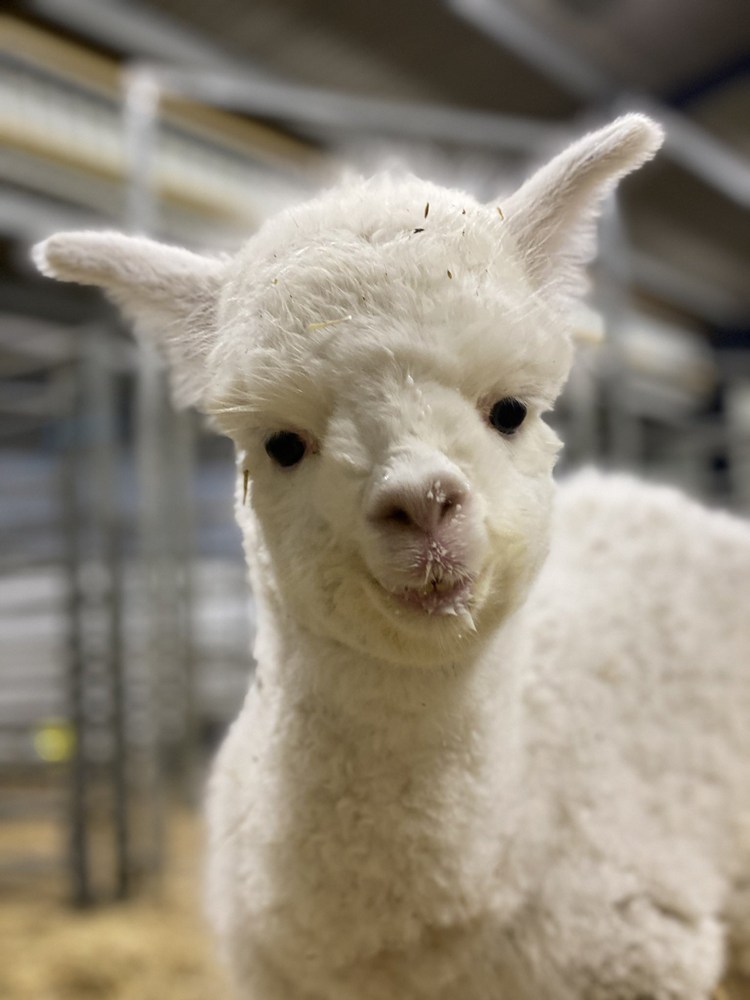 保定羊驼养殖场地址_真诚合作_天广宠物养殖羊驼_农民网供求频道