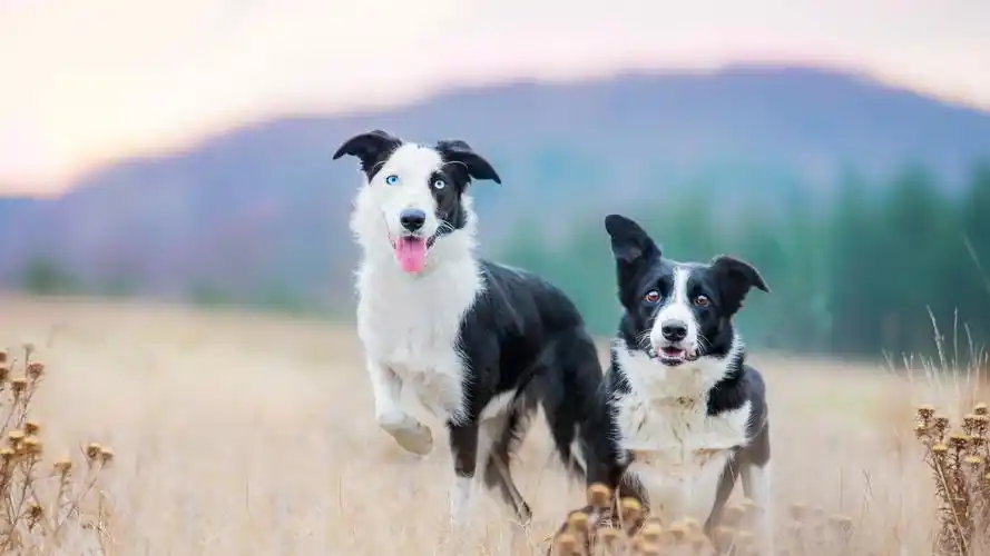 嬉闹温顺狗狗们