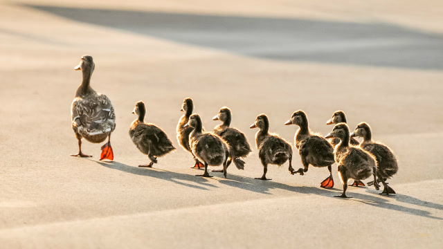 成群小鸭子排队过马路,居然还知道走斑马线,场面堪称壮观!