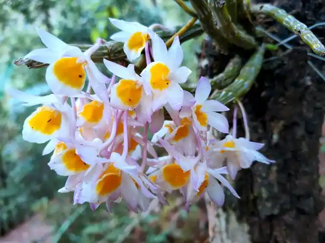 玫瑰石斛  dendrobium crepidatum