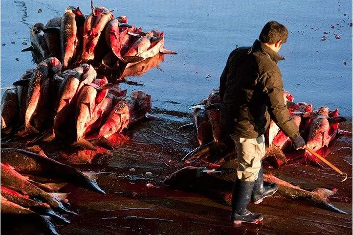 《海豚湾》:一部让人震撼的纪录片,海豚在日本惨遭屠杀,游客:太残忍!