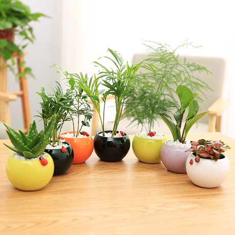 圆球陶瓷花盆吊兰绿萝豆瓣绿花卉绿植多肉植物办公室防辐射小盆栽