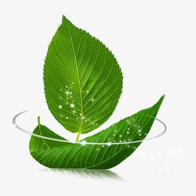 树叶头像图片一片树叶的微信头像