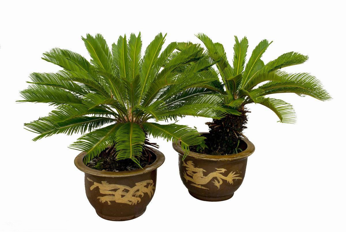 如何专业地养殖盆栽铁树?