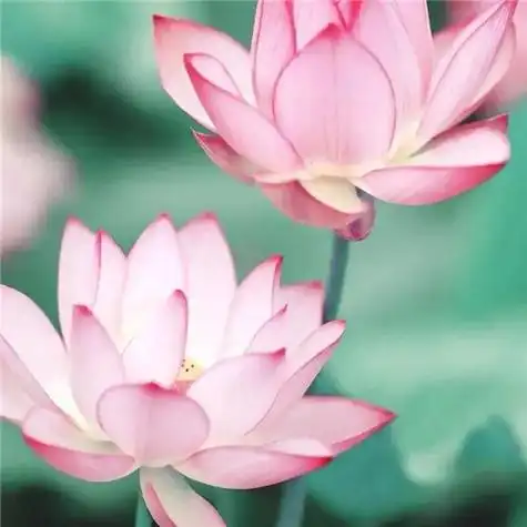 最漂亮荷花大全头像