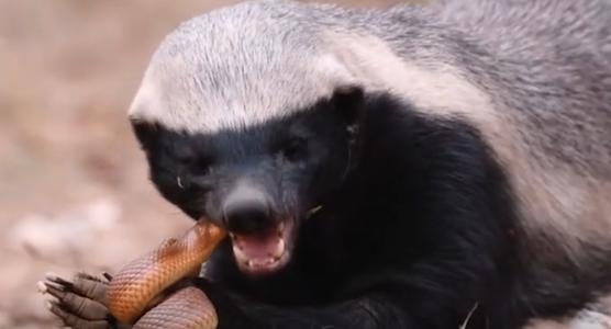 "平头哥"蜜獾:人类,你对我的脾气一无所知