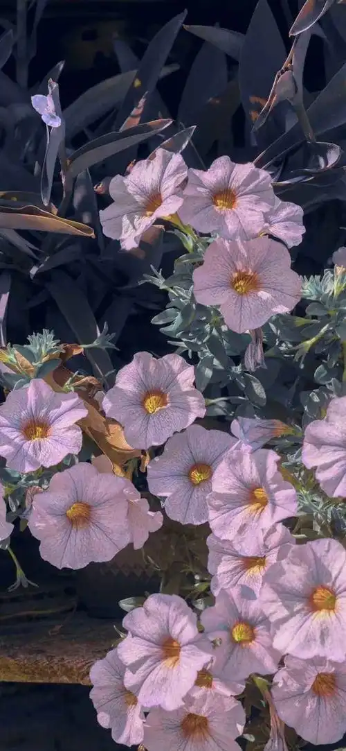 2020全屏壁纸高清潮流抖音iphonepromax全屏高清壁纸背景风景美图今晚