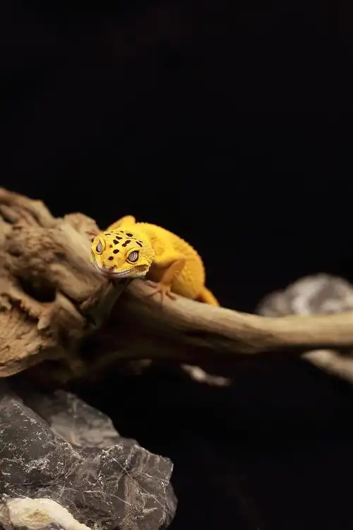 "奇怪的生物"豹纹守宫作品拍摄