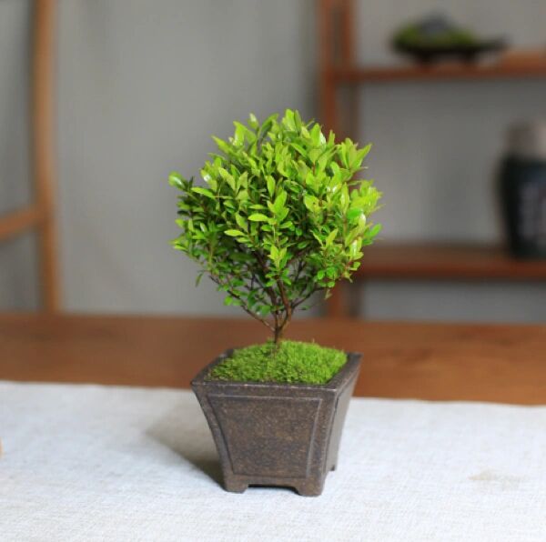 每日盆栽——小叶赤楠 【小叶赤楠】 树体矮小,冠形规则紧凑,叶片细小