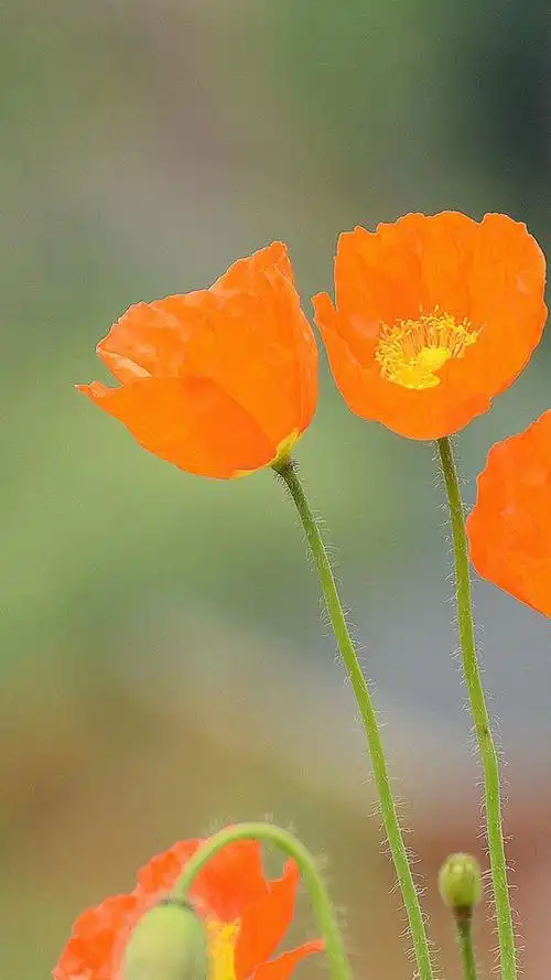 植物,小清新,植物,花卉,小清新,手机壁纸高清虞美人
