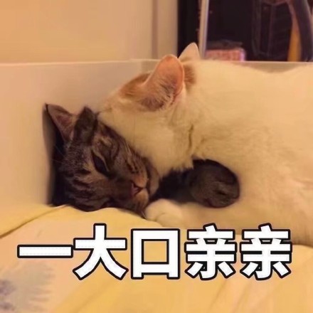 一大口亲亲gif猫咪gif喵星人gif熟睡gif