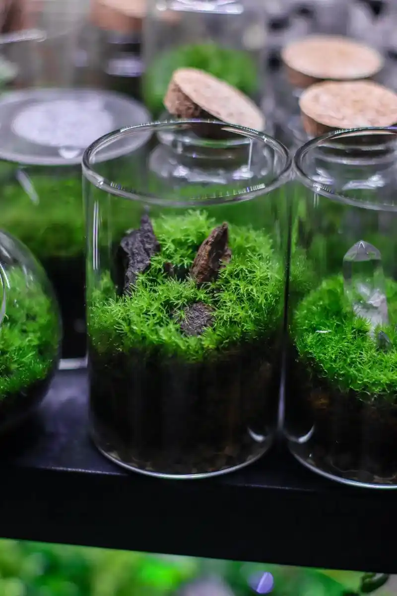 苔藓微景观四季如春.#苔藓微景观 #微景观 #手工景观制作  - 抖音