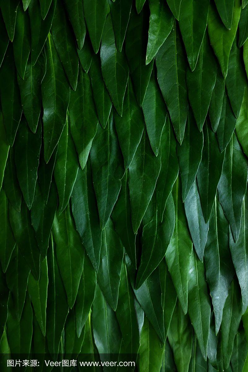深绿色的叶子背景以凉爽的色调