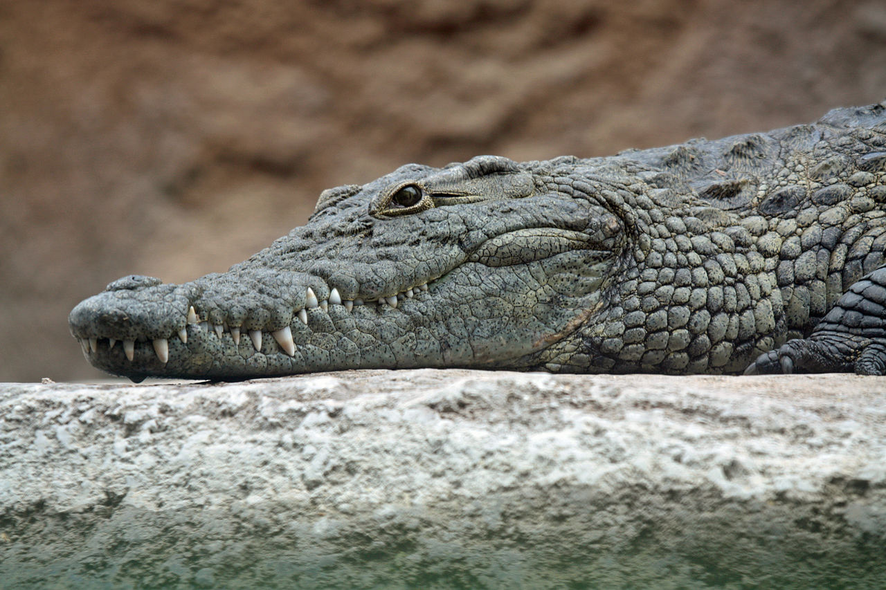 west bank settlement in bid to get rid of hundreds of crocodiles