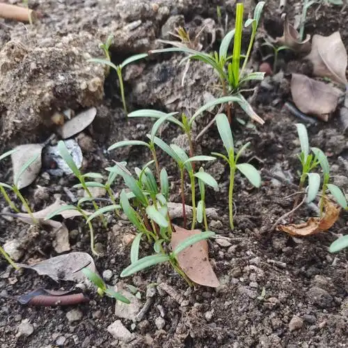 格桑花茁壮成长中
