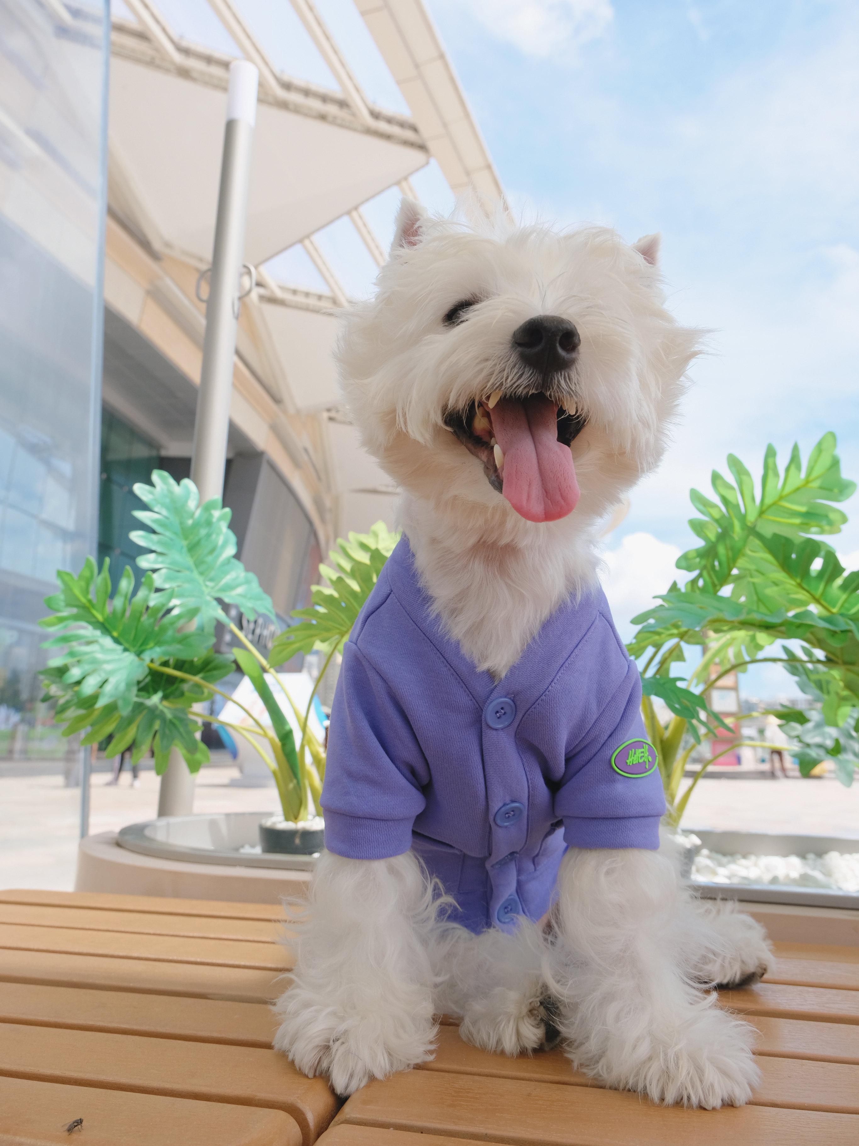 宠物秋冬加绒纯色开衫橙色紫色狗衣服加厚保暖纯棉西高地法斗休闲