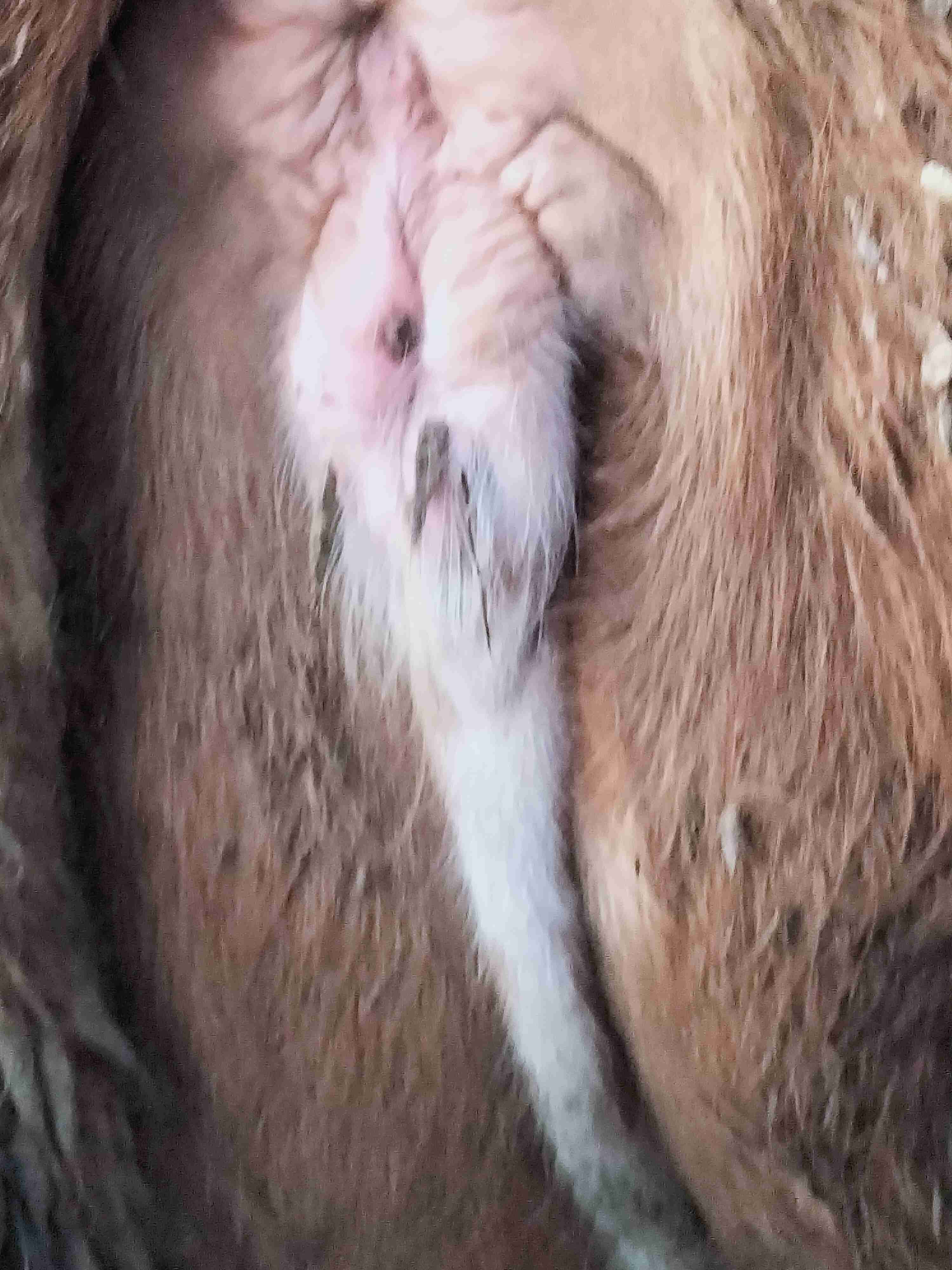 牛水门红肿是什么原因或者是什么病