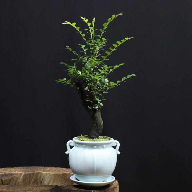 从古至今,小叶紫檀就有着非凡的价值,是古代帝王专属木材,因此也被称