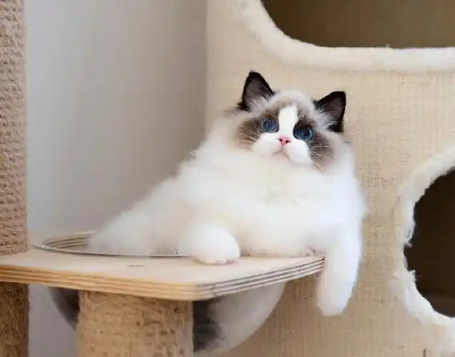 布偶猫双色是最贵的,一般正规的猫舍双色的布偶猫价格都在一万以上.