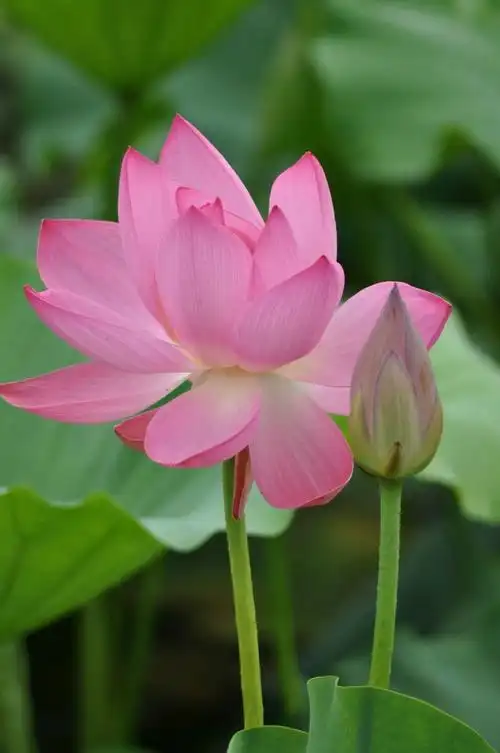 荷花荷花几月开 荷花荷花六月开 管社山庄欢迎你