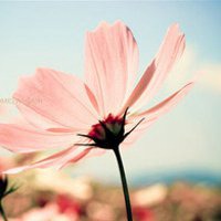 微信图片花草图片大全_微信头像图片大全