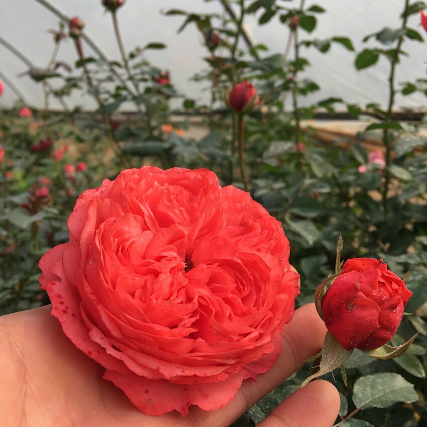 火烈鸟欧洲微型月季花苗茶香型耐热多花庭院阳台花卉四季开花植物