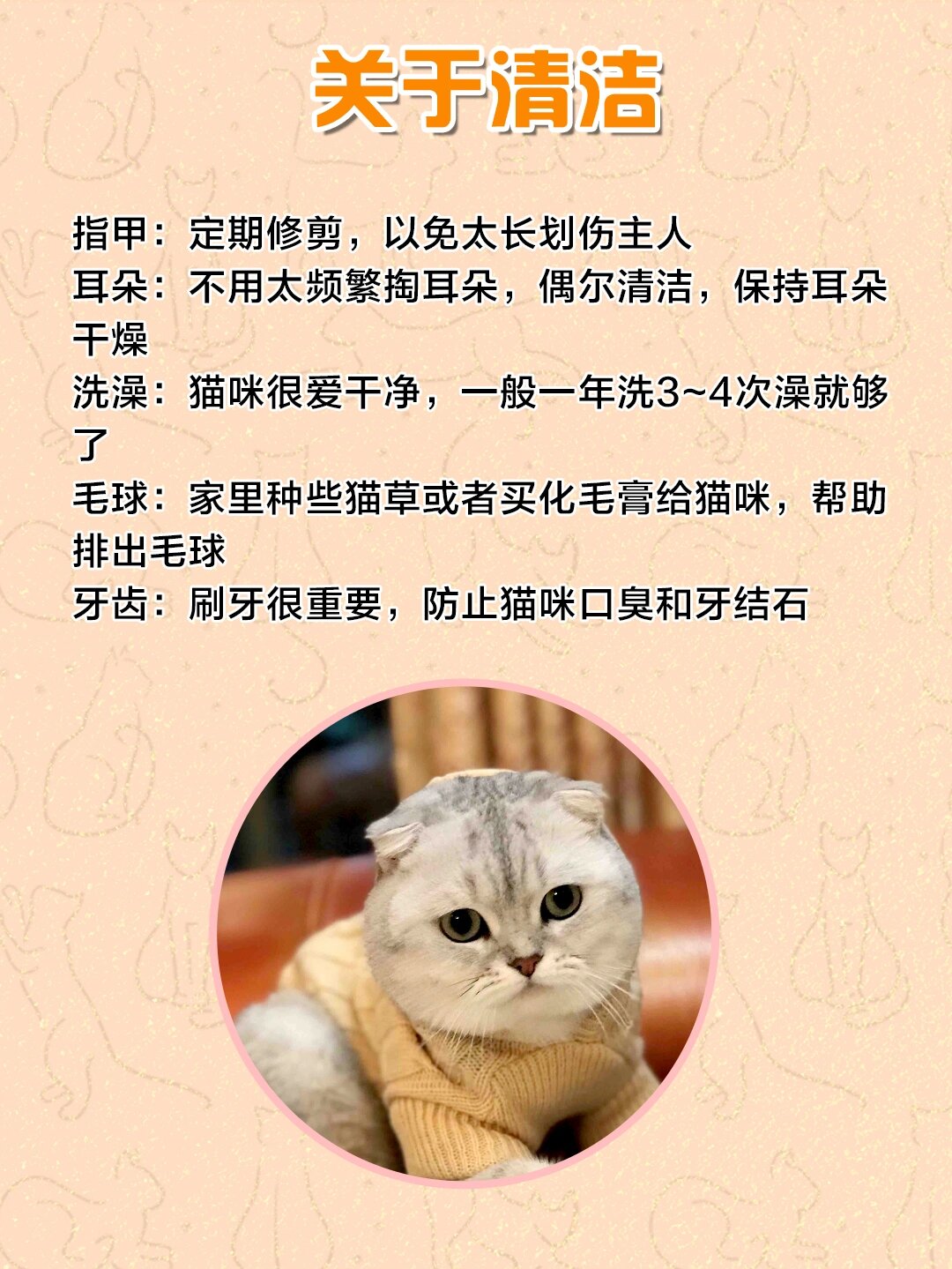 饲养攻略7199|英短银渐层怎么养?