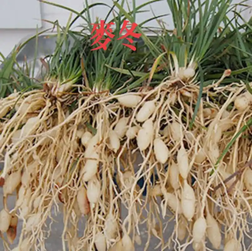 麦冬又名沿阶草,全株可入药,为百合科植物麦冬的干燥块根 - 抖音