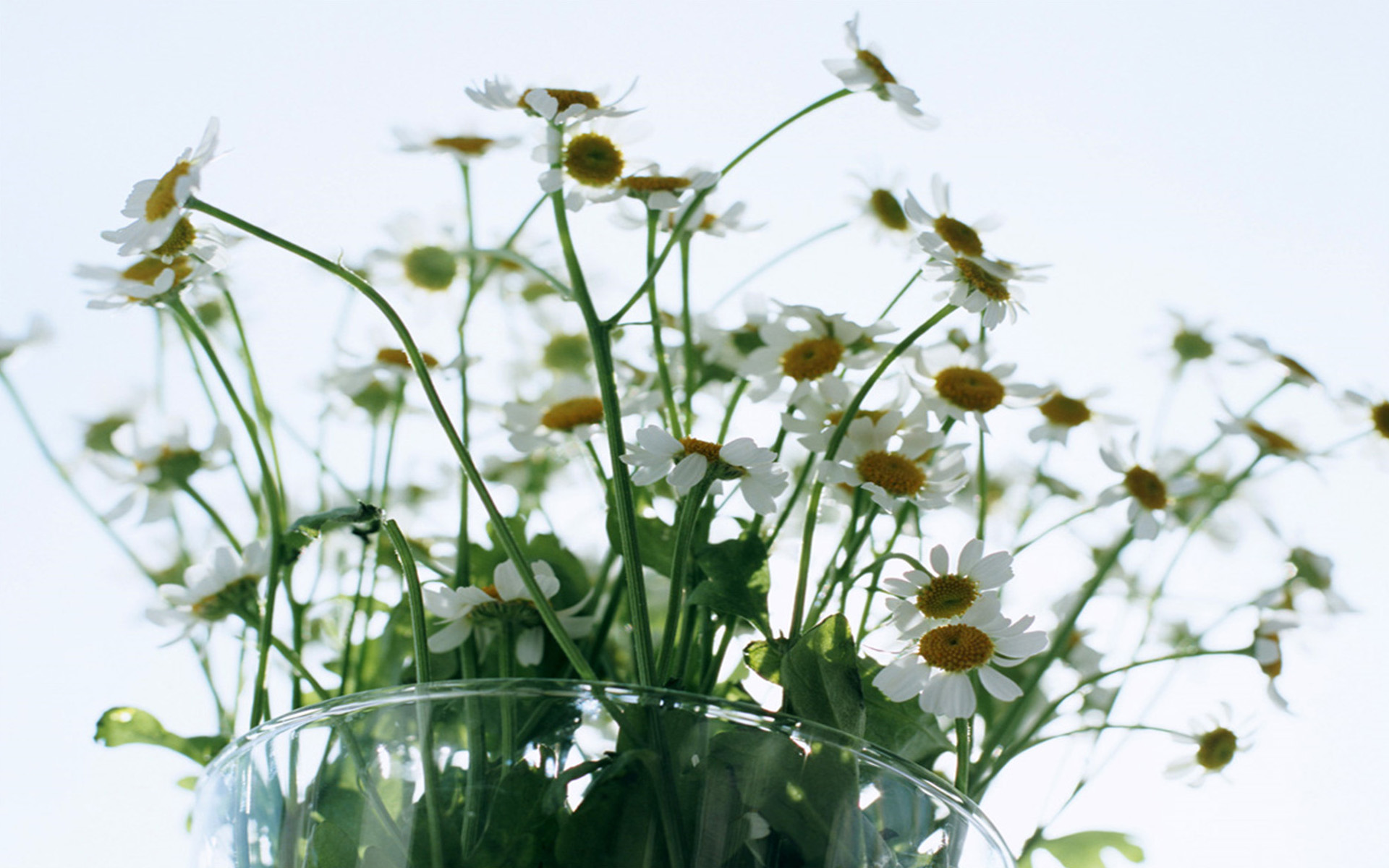 室内小清新花艺风景图片桌面壁纸,简约精致的小清新室内花艺风景图片