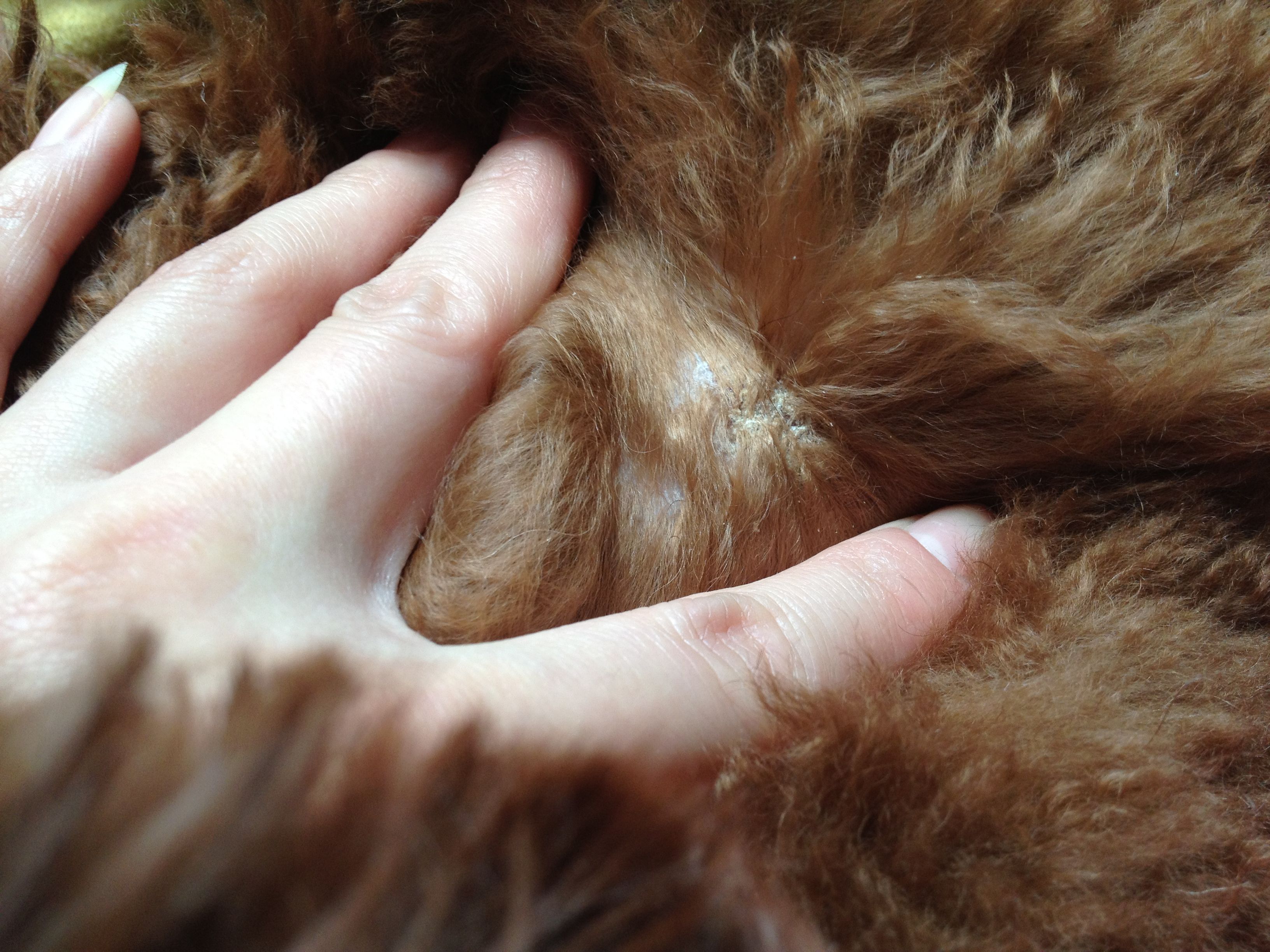 我家狗身上长了一块像癣一样的东西,不痒,请问是什么,严重吗?