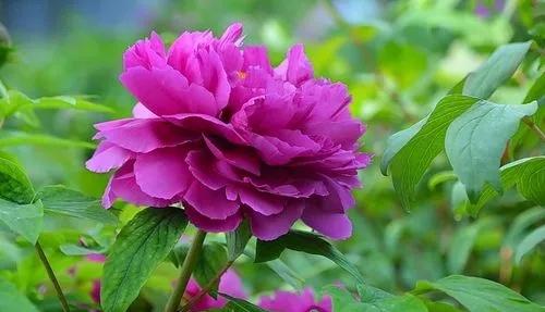 牡丹的花语和寓意