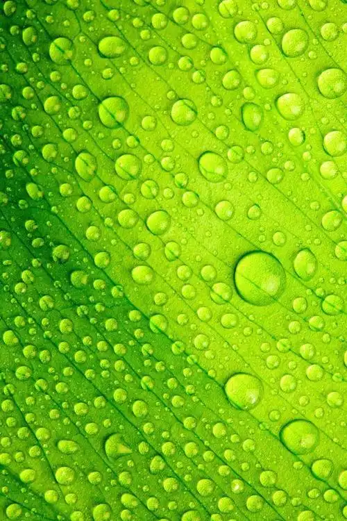 100张手机护眼背景图