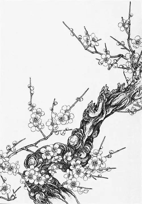 名家白描花鸟之梅花篇