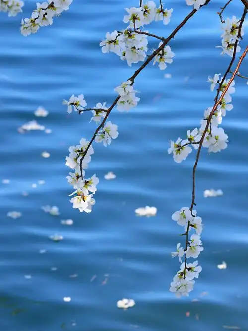 颐和园长在水里的桃花每一处都是经典机位