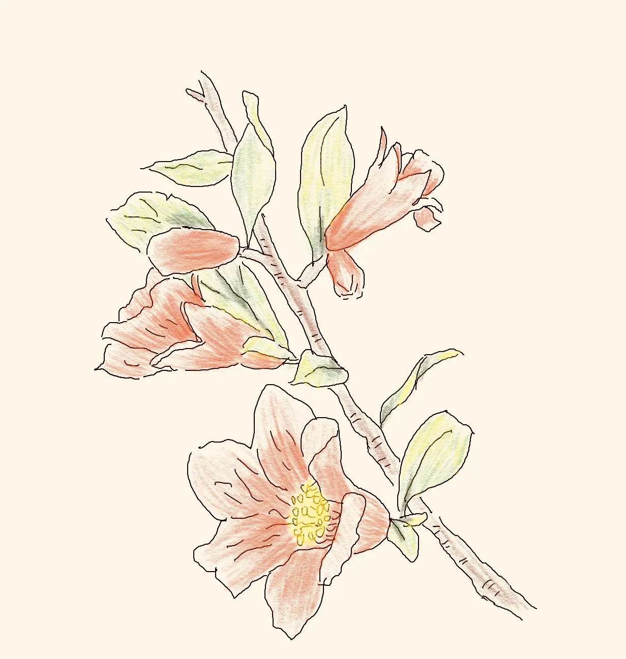 一天一画石榴花